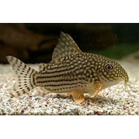 Corydoras Sterbai 3cm Corydoras Sterbai 3cm